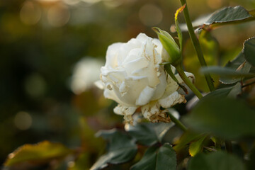 white rose in garden in Kansas during sunset in summer