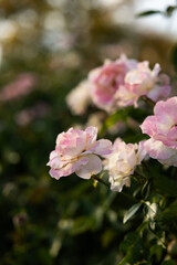 Pink rose in garden in Kansas during sunset in summer
