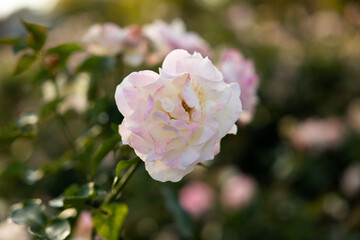 Pink rose in garden in Kansas during sunset in summer