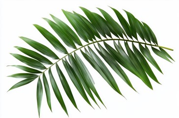 Obraz premium Lush Green Palm Leaf Isolated on White Background, Perfect for Tropical Themes and Natural Decor Ideas, Bringing Freshness and Vitality to Any Design