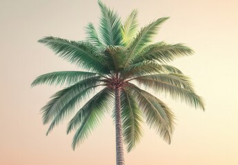 Lush Green Palm Tree Against a Soft Gradient Sky Evoking Tropical Bliss and Serenity in Nature's Beautiful Evening Light