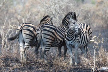 Three wild Zebras in fire burned area in Kruger National Park in South Africa RSA