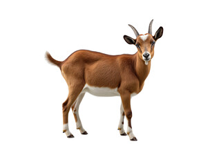 Fototapeta premium a reddish-brown goat standing on a white background. It has short horns, a white patch on its forehead, and a small white tail. 