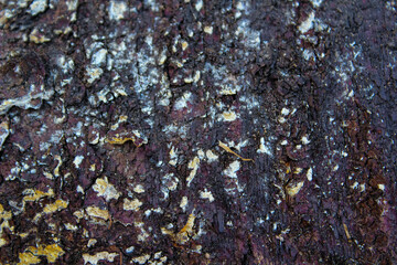 Close-up of textured tree bark with lichen and interesting patterns