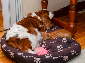 Charming Cavalier king charles spaniel and orange kitten relaxing and sleeping on a doggy bed