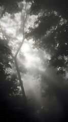 Misty Forest Enchantment: Sunlight Piercing Through Fog-Shrouded Trees