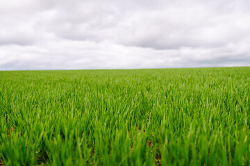 Fototapeta premium Green fresh sprouts of green wheat with clouds overhead. Agricultural landscape of green field. Harvest concept.