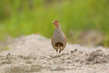 Kuropatwa (Perdix perdix), partridge