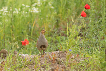 Kuropatwa (Perdix perdix), partridge