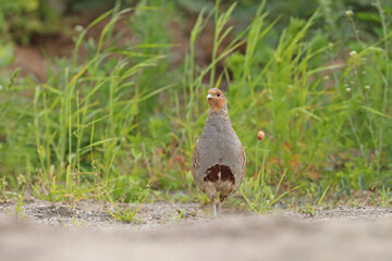 Kuropatwa (Perdix perdix), partridge