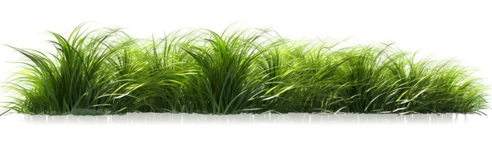 A Digital Illustration of a Long Grass Border Against a White Background