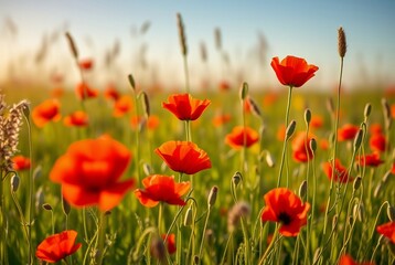 Fototapeta premium Vibrant Poppy Field Under Clear Sky during Golden Hour