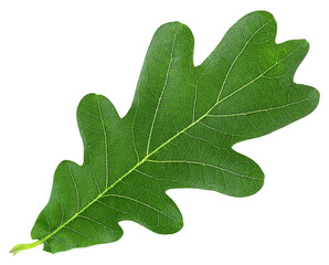 Oak tree green leaf isolated on a white background, top view.