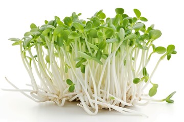 Microgreens: A Nutritious and Versatile Edible Plant