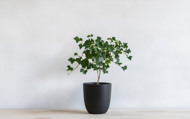 Green Ivy Plant in Dark Gray Pot Against White Wall