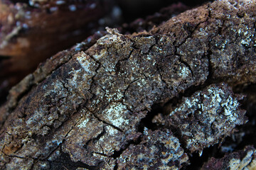 Close-up of weathered bark with a rough, cracked texture