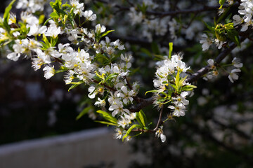 Branch of a flowering tree