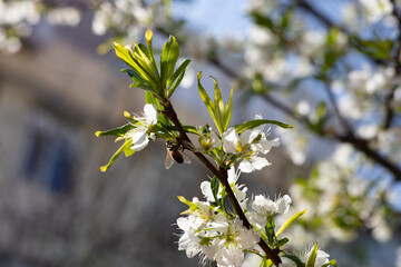 Spring flowering tree with white flowers.