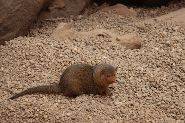 The common dwarf mongoose (Helogale parvula) is a mongoose species native to Angola, northern...