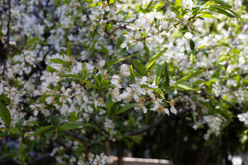 Spring flowering tree with white flowers.