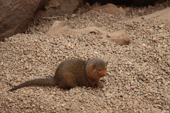 The common dwarf mongoose (Helogale parvula) is a mongoose species native to Angola, northern Namibia, KwaZulu-Natal in South Africa, Zambia and East Africa.