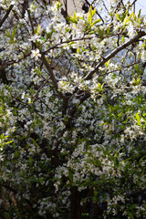 Цветущее весеннее дерево