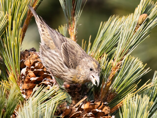 Red Crossbill