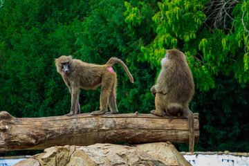 Standing and Sitting Baboon on a Tree