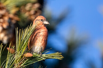 Red Crossbill