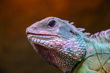 Physignathus cocincinus is a species of agamid lizard native to southern China and mainland Southeast Asia. It is commonly known as the Chinese water dragon