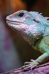 Physignathus cocincinus is a species of agamid lizard native to southern China and mainland...