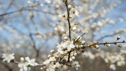 White spring blossoms in full bloom on a sunny day, symbolizing renewal, freshness, and natural beauty