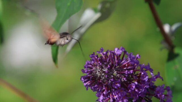 Hummingbird hawk-moth macroglossum stellaratum collecting pollen from buddleja davidii blossoms