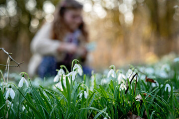 Cute little school girl with eye glasses gathering snowdrop flowers on field in park or forest on a...