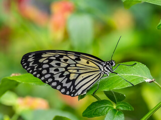 Close up of single Large Tree Nymph Butterfly also known as a Paper Kite, or Rice Paper Butterfly