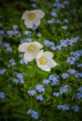 Spring anemones against blue forget-me-nots blooming in the garden.