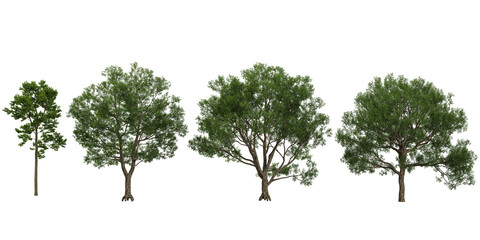 3d illustration of Cyclobalanopsis,Camptotheca trees on transparent background