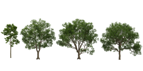 3d illustration of Cyclobalanopsis,Camptotheca trees on transparent background
