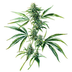cannabis leaf isolated
