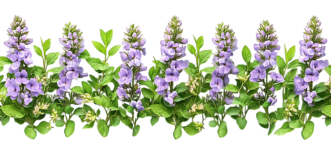 spring flowers isolated