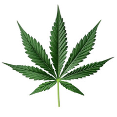cannabis leaf on white background