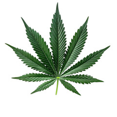 cannabis leaf on white background