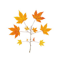 Fototapeta premium Vibrant sugar maple branch with yellow and orange leaves isolated on white background