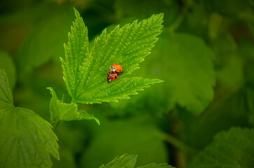 Ladybugs at the moment of approaching on a green leaf in the garden.