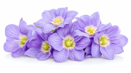 Delicate bunch of light purple flowers