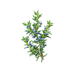 Fototapeta premium Fresh juniper branch with vibrant blue green foliage and flavorful blue berries perfect for gin production