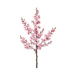 Obraz premium Beautiful sakura cherry branch in full bloom delicate pink blossoms symbolizing fleeting beauty and tranquility
