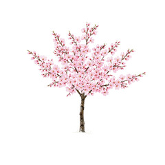 Naklejka premium Beautiful sakura cherry branch in full bloom delicate pink blossoms symbolizing fleeting beauty and tranquility