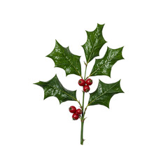 A festive holly branch with glossy green leaves and red berries perfect for holiday designs and seasonal concepts