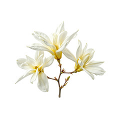 Fototapeta premium Close up of a magnolia tree branch with creamy white petals and a golden yellow center on a white background